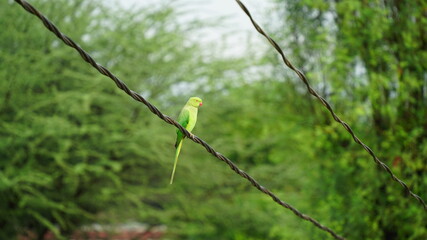Parrot with nature. Parrots also known as psittacines with blurred background.