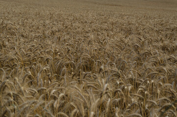 ears of barley on summer field