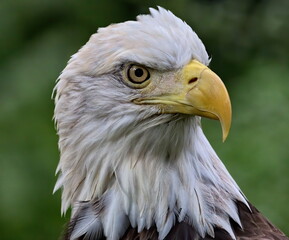 Head shot of Bald eagle up close. Haliaeetus leucocephalus