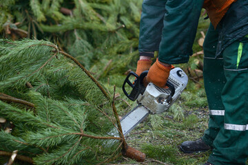 Naklejka premium Lumberman hands cutting branches of pines, used Christmas tree, with the chainsaw for recycling. Collection point for recycling