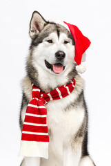 dog in santa hat and scarf, alaskan malamute on a white background