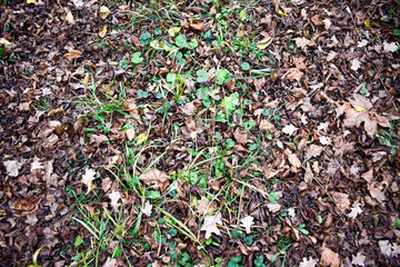 Fallen leaves among fresh grass