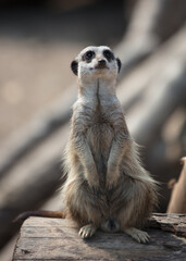 meerkat on guard