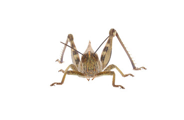 The Egyptian grasshopper or Egyptian locust isolated on white background, Anacridium aegyptium