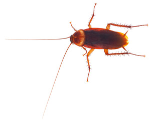 American cockroach isolated on white background, Periplaneta americana