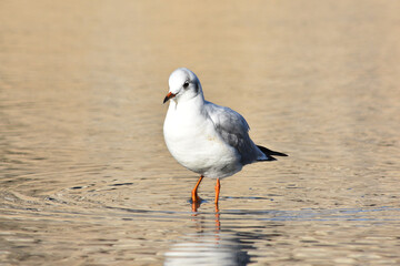 Mouette rieuse en serré sur marre orange. France