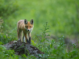 red fox