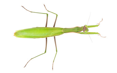 Praying mantis isolated on white background, Mantis religiosa