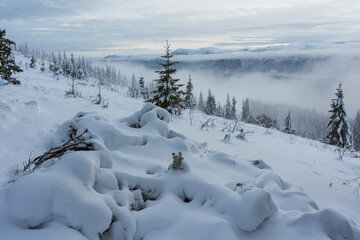 Winter in the Ukrainian Carpathians with beautiful frozen trees and snow	