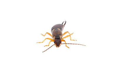 European earwig isolated on white background, Forficula auricularia