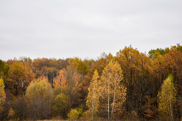 View of the autumn forest in the mountains