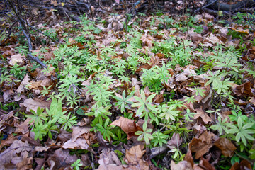 Young succulent grass between fallen autumn leaves on the ground
