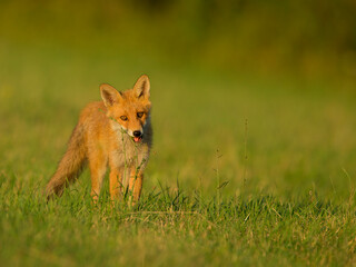 red fox