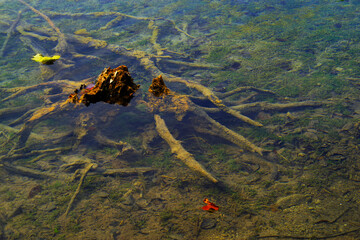 Abstract water natural details in Plitvice National Park, Croatia, Europe