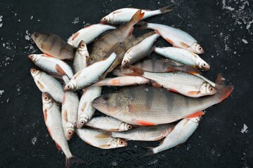 Winter fishing on the river, roach and perch fishing.