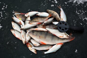 Winter fishing on the river, roach and perch fishing.