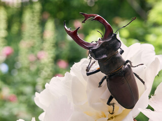 Stag beetle on a flower.