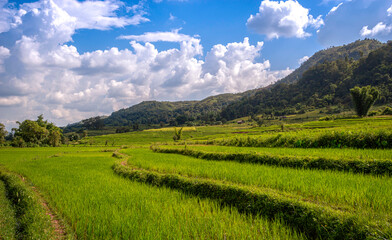 Rice terraces in Myanmar