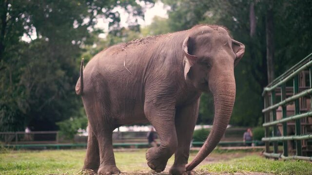 big elephant in the indonesia zoo 4K 5