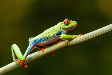 Red-eyed tree frog (Agalychnis callidryas)