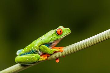 Red-eyed tree frog (Agalychnis callidryas)