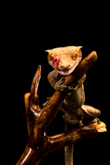 Crested gecko (Correlophus ciliatu)