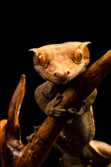 Crested gecko (Correlophus ciliatu)
