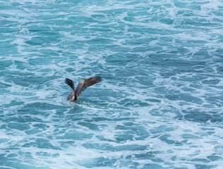 Brown pelican (Pelecanus occidentalis), La Jolla, San Diego, California, Usa, America