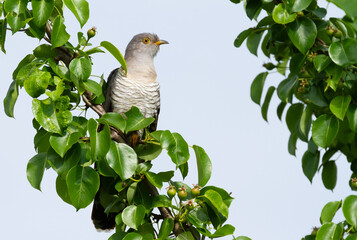 Common cuckoo, Cuculus canorus. The bird sits on a fruit tree among unripe fruits against the background of the sky