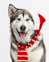 Alaskan Malamute dog in santa hat and scarf on white background