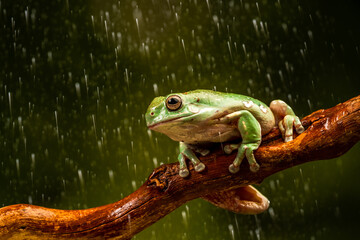 White's Tree Frog (Litoria caerulea)