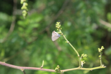 A butterfly from ф family Lycaenidae sitting on a tree branch