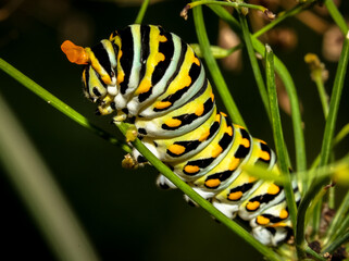 Swallowtail caterpillar with horns showing