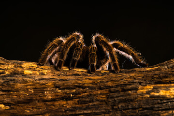 Chilean hair rose tarantula (Grammostola rosea)