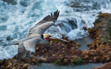 Brown pelican (Pelecanus occidentalis), La Jolla, San Diego, California, Usa, America