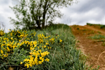 The natural landscape under the open sky with tiny yellow wildflowers in the lead role. Low bushes bright