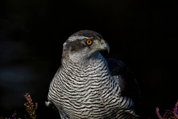 Northern Goshawk (Accipiter gentilis)  sitting in purple heather. Veluwe in the Netherlands. Dark background.