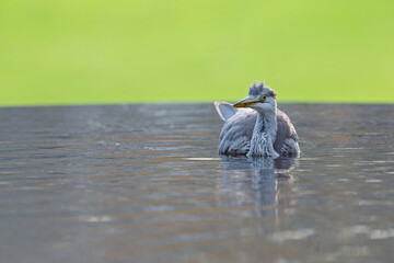 A Grey heron playing in the water