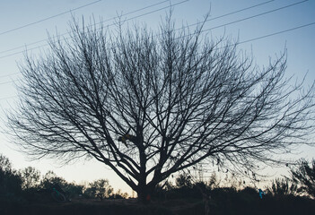 Silueta de árbol fractal en el atardecer sin hojas y con una persona
