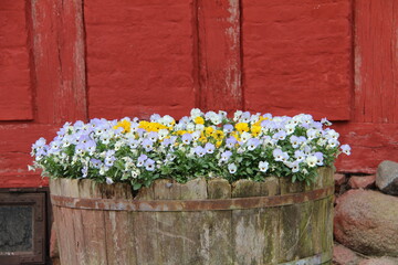 Fototapeta na wymiar flowers on wooden wall