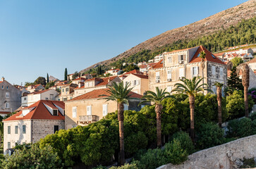 Fototapeta na wymiar View of a hill with palm trees and houses in Dubrovnik, Croatia