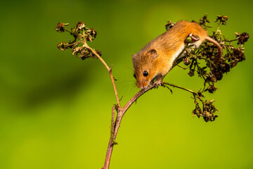 Eurasian harvest mouse (Micromys minutus)