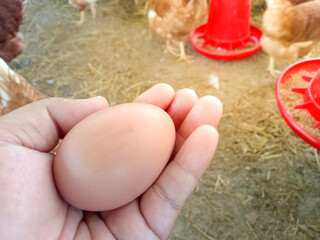 The man hold egg on hand in chicken farm