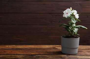 Beautiful white vinca flowers in plant pot on wooden table. Space for text