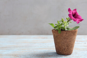 Beautiful pink petunia flower in peat pot on light wooden table against grey background. Space for text