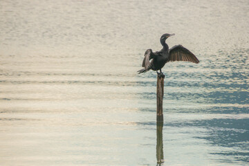 bird known as cormorant, standing on a wooden trunk drying up after a dip in Rodrigo de Freias lagoon in Rio de Janeiro.