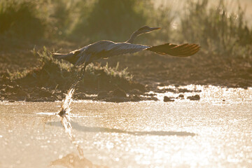 A grey heron taking off from a lake in Berlin Germany with backlighting.