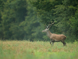 red deer
