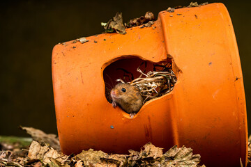 Eurasian harvest mouse (Micromys minutus)