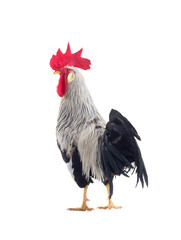 gray-black rooster on white background